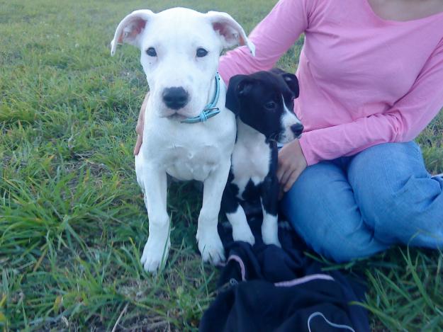 Cachorros de American Stafford