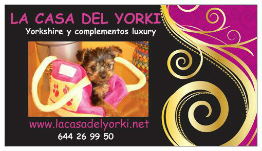 Camada yorkshire con garantias