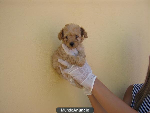 Caniche  toy en bcn 350