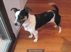 LUCY, perrita mini de 2 años - mejor precio | unprecio.es