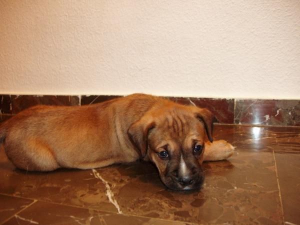 Regalo perrito cruce boxer-mastín.