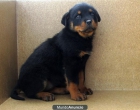 ROTTWEILER 200€ - mejor precio | unprecio.es