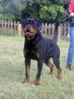 rottweiler en venta - mejor precio | unprecio.es