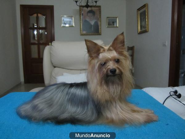 se ofrece para montas