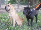 Shar Pei Barcelona - mejor precio | unprecio.es