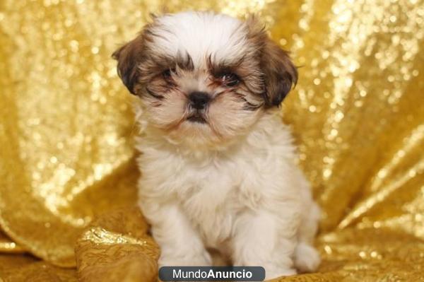 SHI TZU – PERROS, CACHORROS  125euros