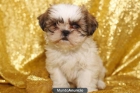 SHI TZU – PERROS, CACHORROS  125euros - mejor precio | unprecio.es