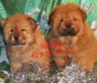 Tu chow-chow ,alegra tu navidad - mejor precio | unprecio.es