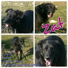 zat en adopcion - mejor precio | unprecio.es
