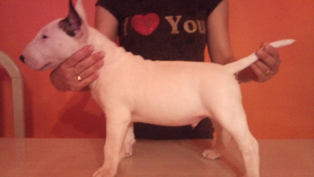 Bullterrier cachorros