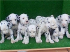Cachorros Dálmatas - mejor precio | unprecio.es