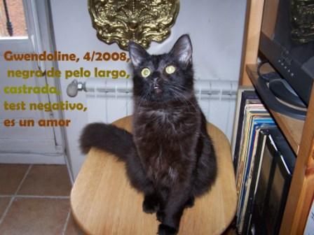 miau, miau,  miua ----------------- GWENDOLINE ------------ miau, miau, miau  ADOPTALA