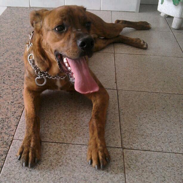 REGALO perro mezcla de boxer y labrador es super docil,cariñoso y obediente