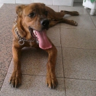 REGALO perro mezcla de boxer y labrador es super docil,cariñoso y obediente - mejor precio | unprecio.es