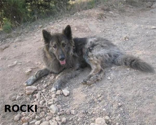 Rocky cruce de pastor belga en adopción.