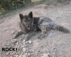 Rocky cruce de pastor belga en adopción. - mejor precio | unprecio.es