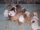 se vende pitbull red nose - mejor precio | unprecio.es