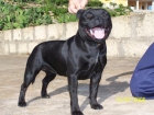 VENTA DE STAFFORDSHIRE BULL TERRIER - mejor precio | unprecio.es