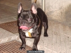 Bulldog francês enanos - mejor precio | unprecio.es