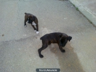 2 cachorras de boxeer atigradas, con pedigre - mejor precio | unprecio.es