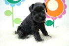 Cachorros de Schnauzer , Machos y Hembras Inteligentes Cachorros//                    plg7f - mejor precio | unprecio.es