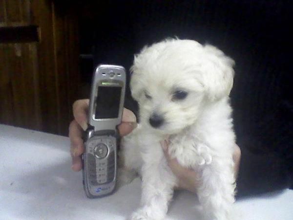 CANICHE TOY A 350 EUROS PRECIOSOS