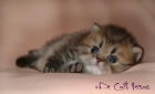 Gatitos persa golden - mejor precio | unprecio.es
