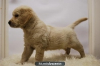 GOLDEN , PERROS DE DOS MESES, EXCELENTE CALIDAD - mejor precio | unprecio.es