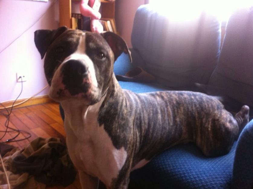 Se ofrece pitbull para monta (BRUCE)