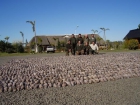 Tirada de Tortolas en Argentina (3 dias -3 cazadores)  690 - mejor precio | unprecio.es