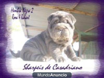 ULTIMOS CACHORROS SHARPEI CASADRIANO