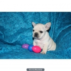 Bulldog francés hembra totalmente blanca. - mejor precio | unprecio.es