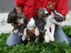 Bull terrier cachorros disponibles - mejor precio | unprecio.es