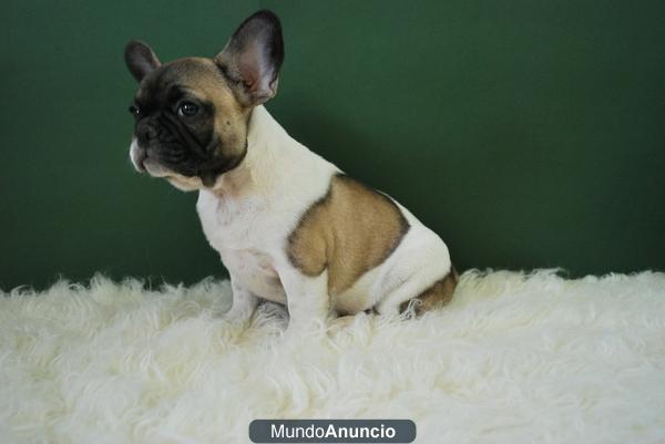 BULLDOG FRANCES CAMADA ENTREGADAS CON DOS MESECITOS