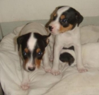 CACHORROS DE BODEGUERO ANDALUZ - mejor precio | unprecio.es