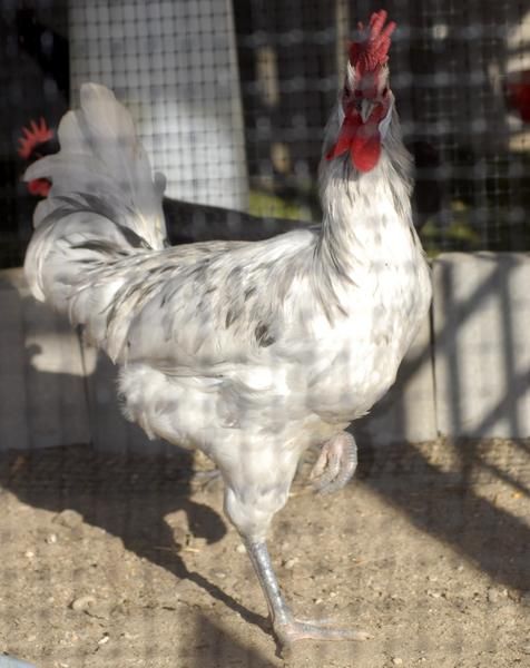 Gallinas  Sureñas