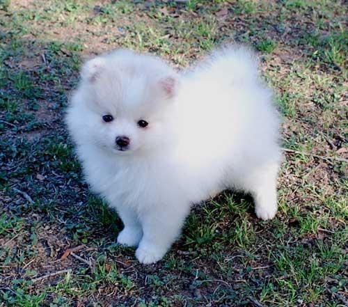 Pomerania cachorros 130
