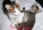 Quieres un gatito? Adopta, no compres. Asoc. GATA - mejor precio | unprecio.es