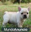 Regalo Masculino y Femenino cachorros Bulldog francés