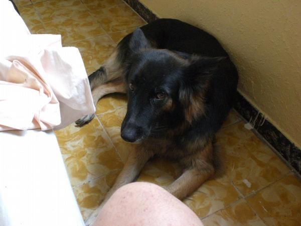 regalo perra