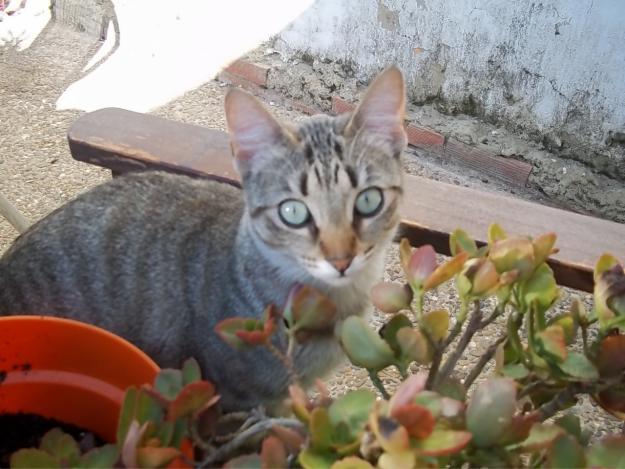 se regala gatita