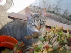 se regala gatita - mejor precio | unprecio.es
