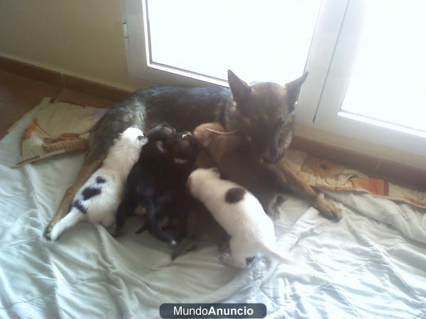 SE VENDEN CACHOROS