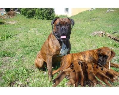 VENDO CACHORROS DE BOXER MUI BONITOS CON BUENA LINEA BOXER PURO