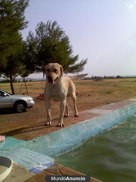 Vendo ultimos cachorros de labrador con 2 meses blancos y canelas buen precio