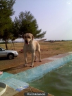 Vendo ultimos cachorros de labrador con 2 meses blancos y canelas buen precio - mejor precio | unprecio.es