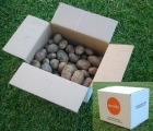 Patatas de Galicia de máxima calidad - caja 20kg - mejor precio | unprecio.es