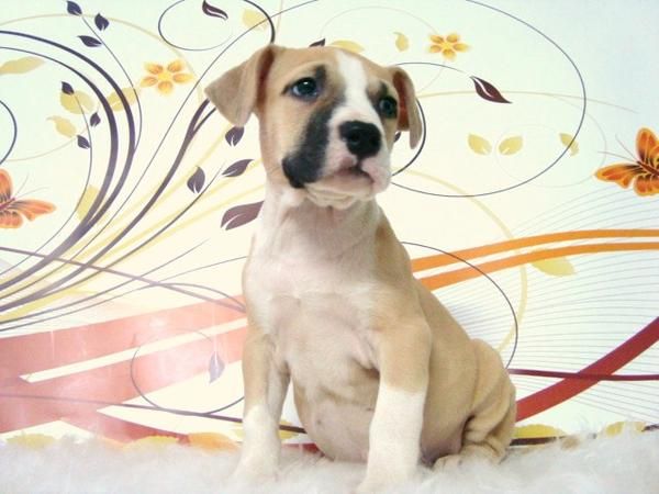 AMERICAN STAFFORDSHIRE ULTIMO CACHORROS