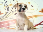 AMERICAN STAFFORDSHIRE ULTIMO CACHORROS - mejor precio | unprecio.es