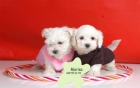 Camada de Bichon Maltes ¡Garantia Veterinaria! - mejor precio | unprecio.es